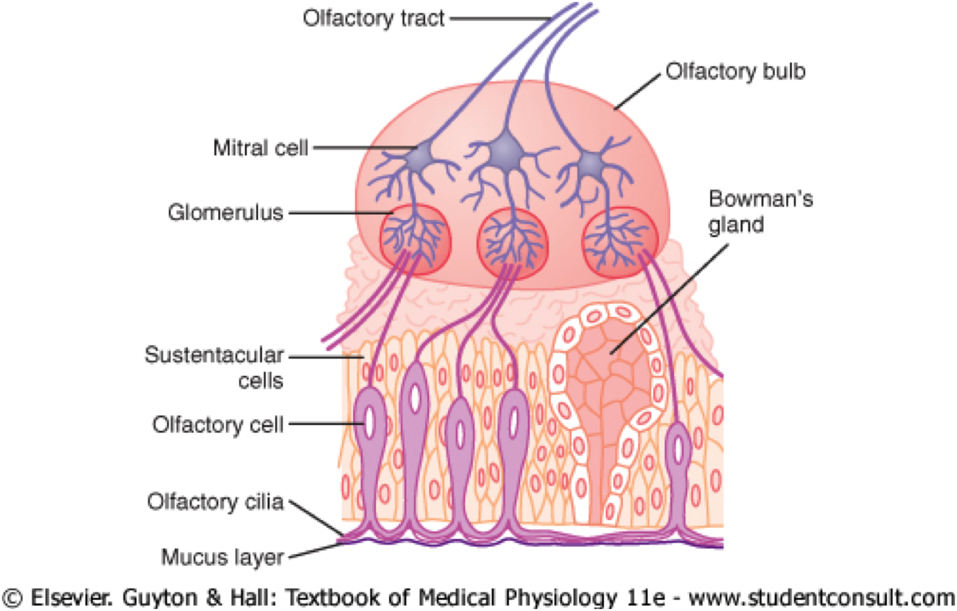 olfactory bulb